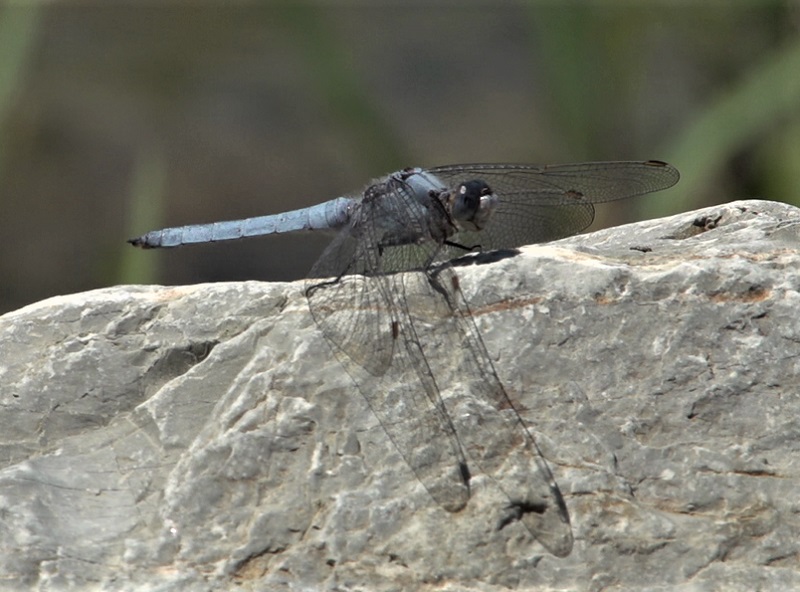 Sul fiume Sillaro: Crocothemis erythraea, Orthetrum brunneum   e Onychogomphus forcipatus